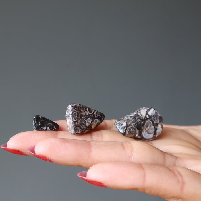 Turritella Agate Tumbled Stone Fossilized Crystal