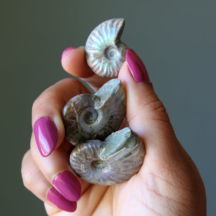3 opal ammonite fossils