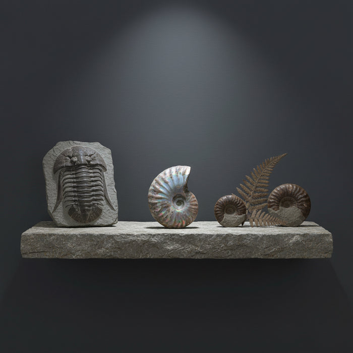 opal ammonite fossil