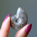 opal ammonite fossil