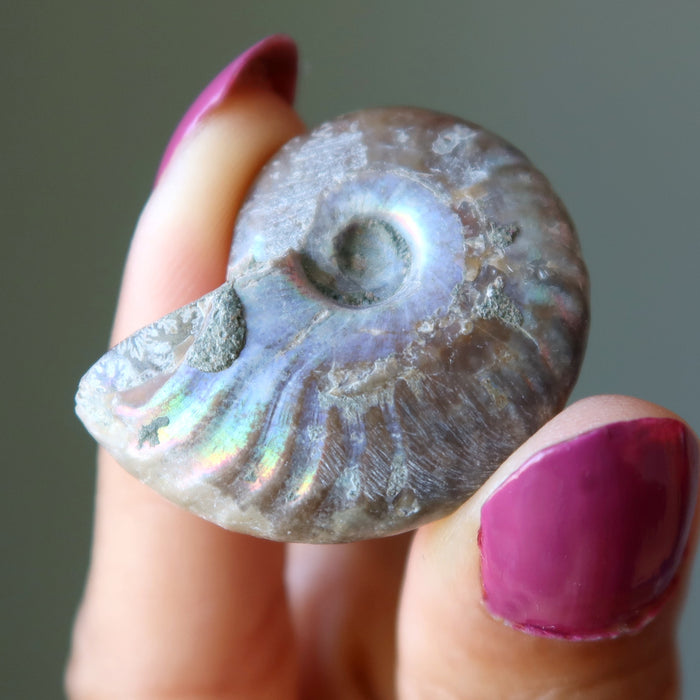 opal ammonite fossil
