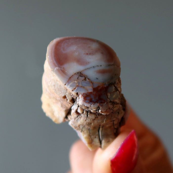 Agatized Petrified Wood Stone Raw Specimen Pink Agate Jasper