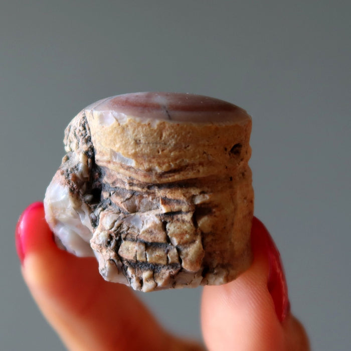 Agatized Petrified Wood Stone Raw Specimen Pink Agate Jasper