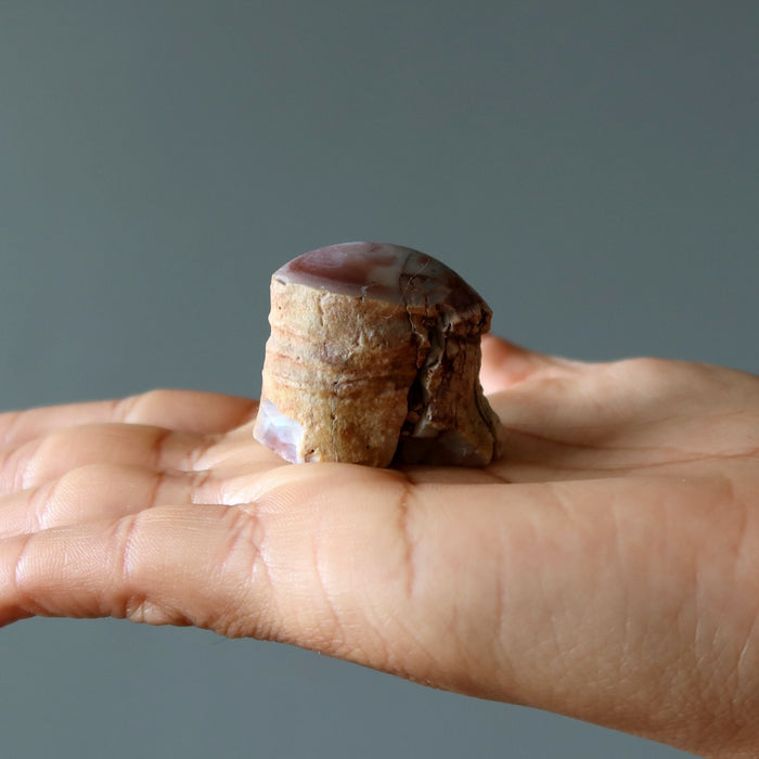Agatized Petrified Wood Stone Raw Specimen Pink Agate Jasper