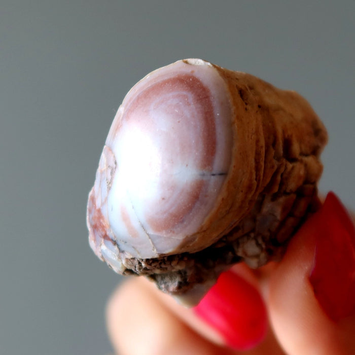 Agatized Petrified Wood Stone Raw Specimen Pink Agate Jasper