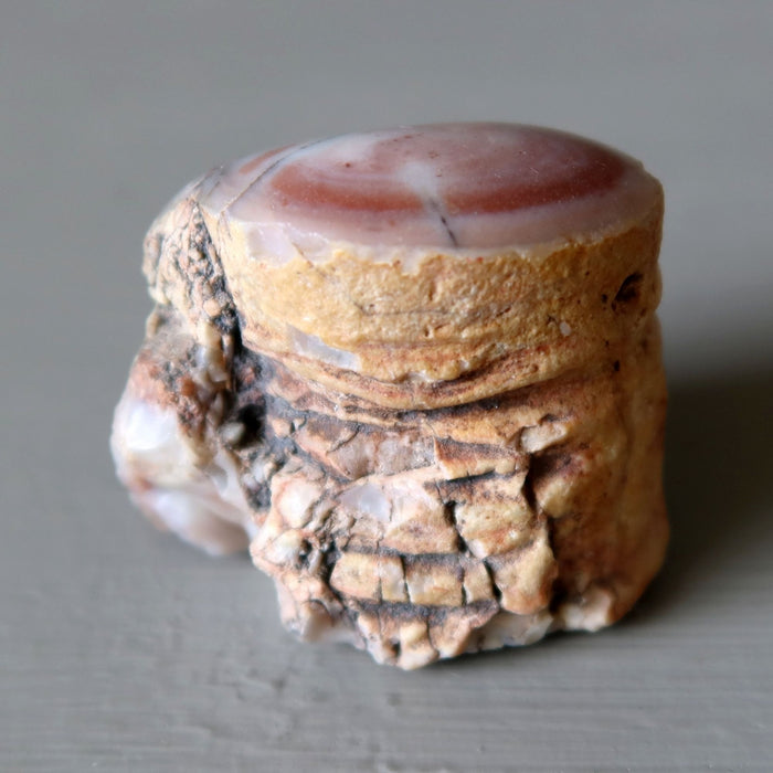 Agatized Petrified Wood Stone Raw Specimen Pink Agate Jasper