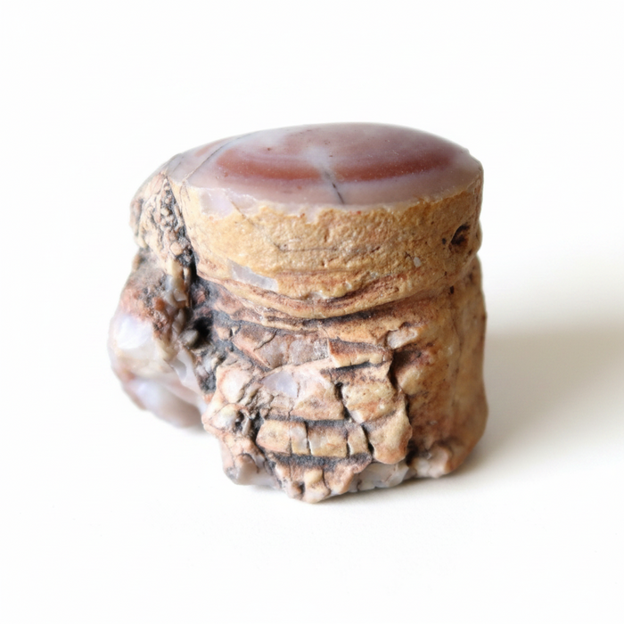 Agatized Petrified Wood Stone Raw Specimen Pink Agate Jasper