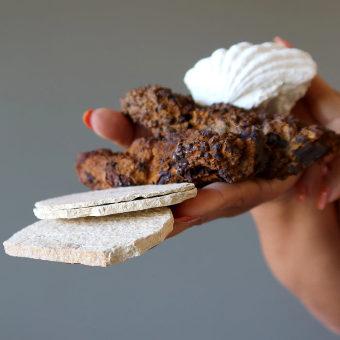 Fossil Raw Crystal Bundle Dinosaur Poo Fish Shell Set of 5