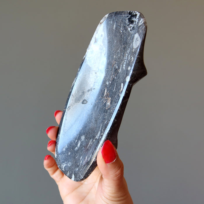 Orthoceras Fossil Charger Dish Ancient Wounded Warrior