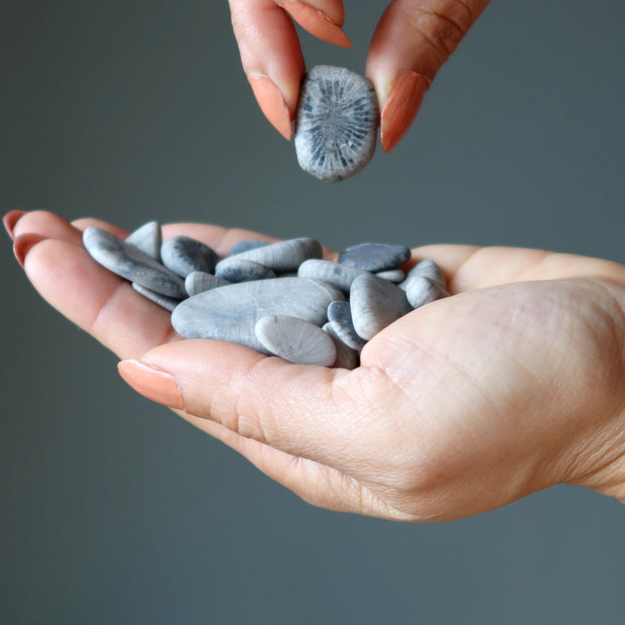 Fossil Coral Tumbled Stone Set Petoskey 350 Million Years Old Calcite