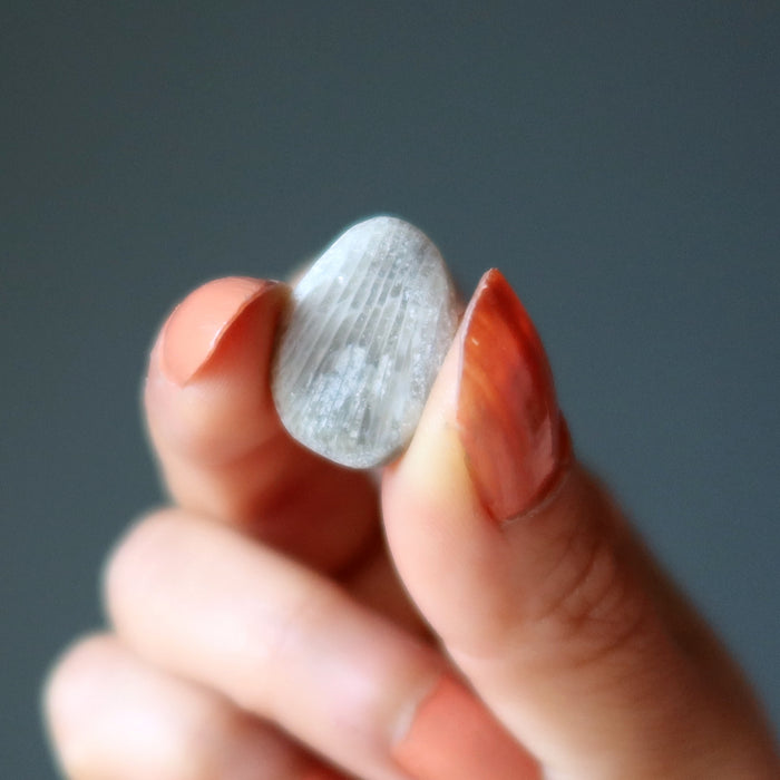 Fossil Coral Tumbled Stone Set Petoskey 350 Million Years Old Calcite