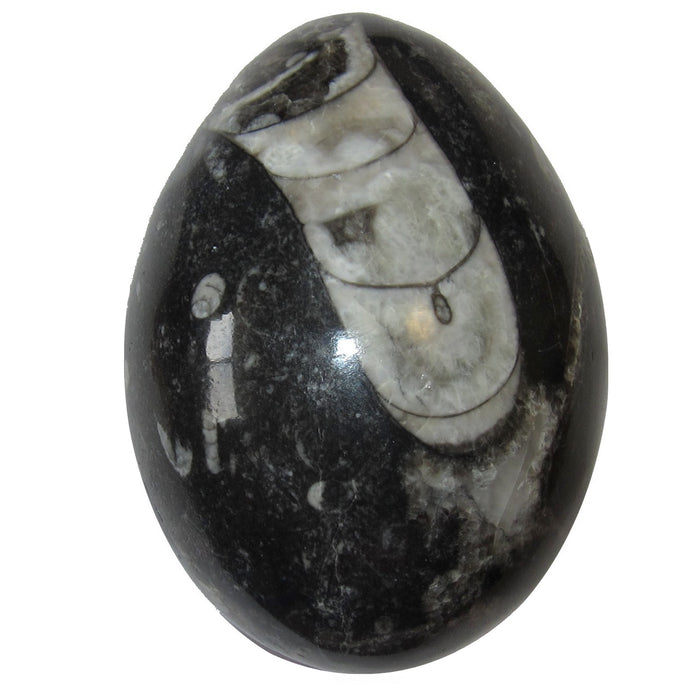 orthoceras fossil egg