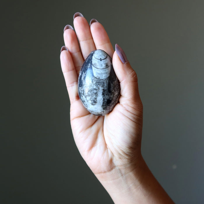 orthoceras fossil egg