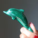 malachite dolphin