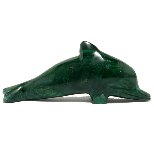 malachite dolphin