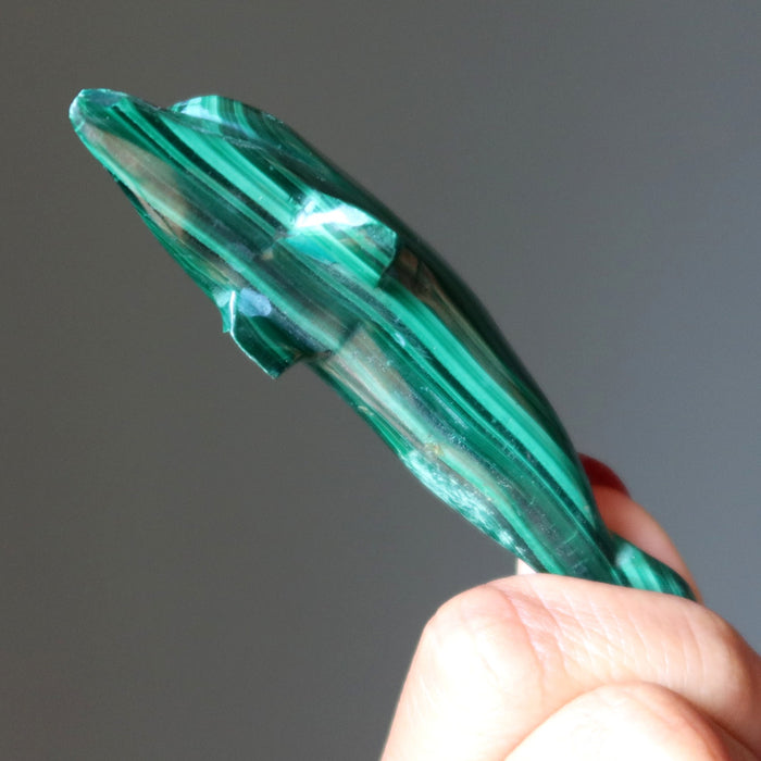 malachite dolphin