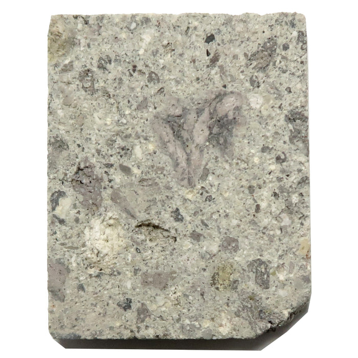 nordlinger ries crater meteorite