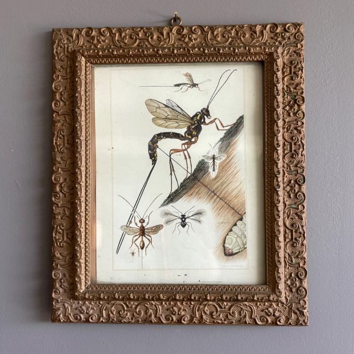 Antique German Entomology Bug Art Ornate Frame Tafel 29 Schlupfwespen Grabwespen