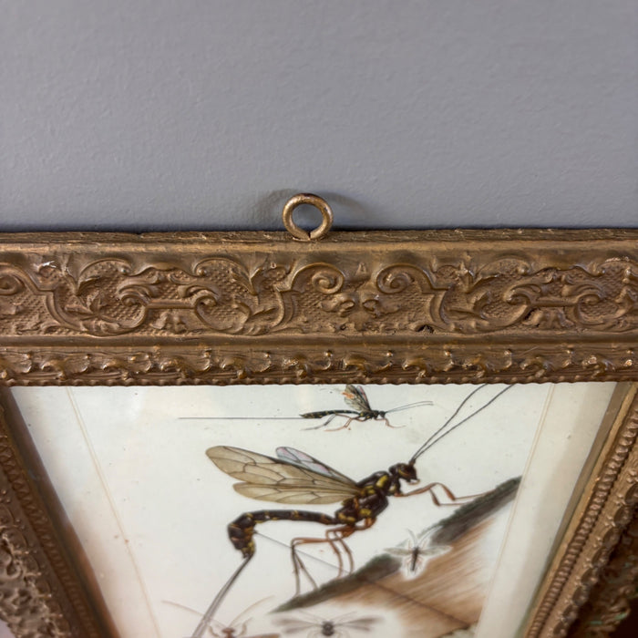 Antique German Entomology Bug Art Ornate Frame Tafel 29 Schlupfwespen Grabwespen