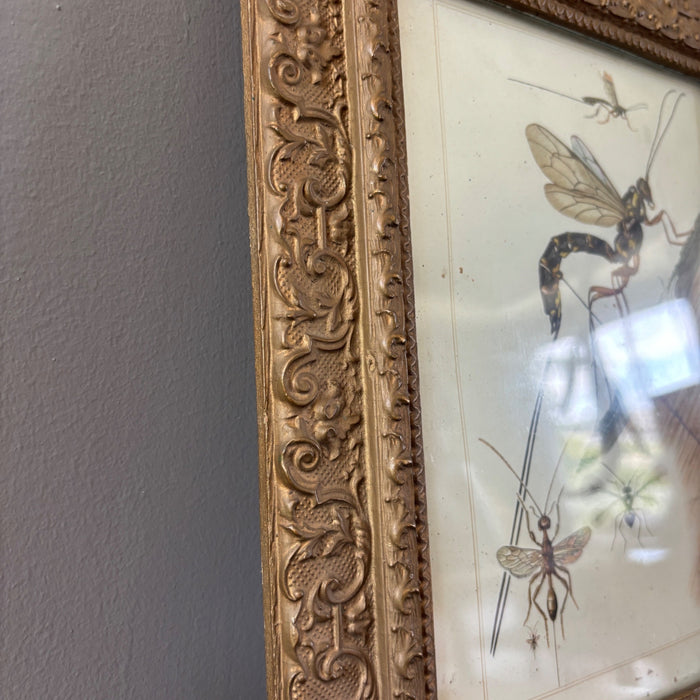Antique German Entomology Bug Art Ornate Frame Tafel 29 Schlupfwespen Grabwespen