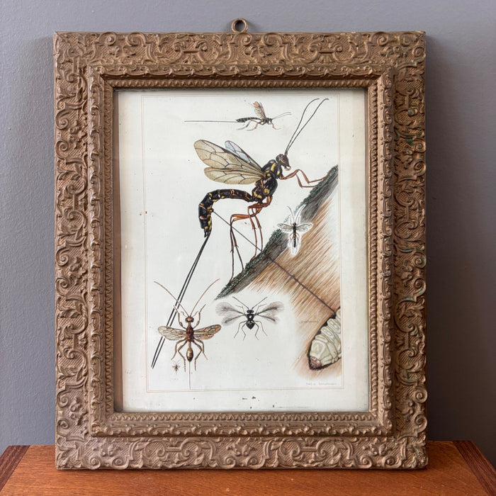 Antique German Entomology Bug Art Ornate Frame Tafel 29 Schlupfwespen Grabwespen