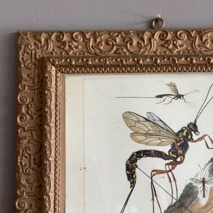 Antique German Entomology Bug Art Ornate Frame Tafel 29 Schlupfwespen Grabwespen