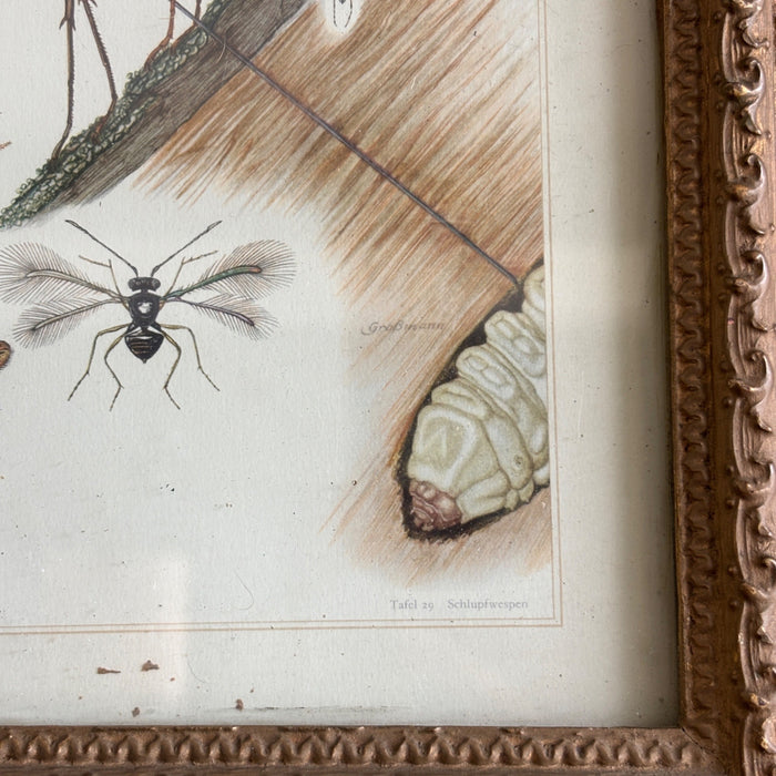 Antique German Entomology Bug Art Ornate Frame Tafel 29 Schlupfwespen Grabwespen