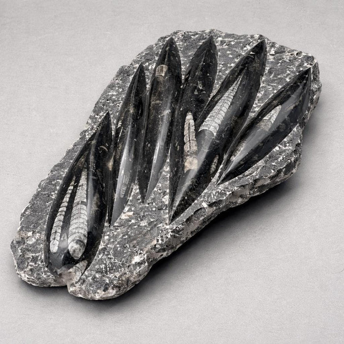 Orthoceras Fossil Plate Slab Black Gray Stone Sculpture