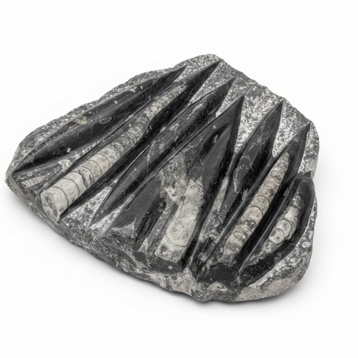 Orthoceras Fossil Plate Slab Black Gray Stone Sculpture