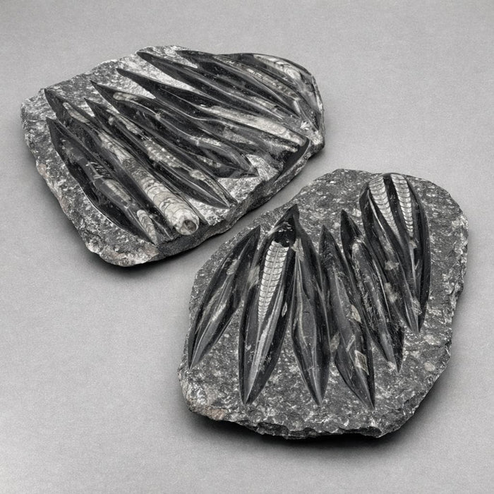 Orthoceras Fossil Plate Slab Black Gray Stone Sculpture
