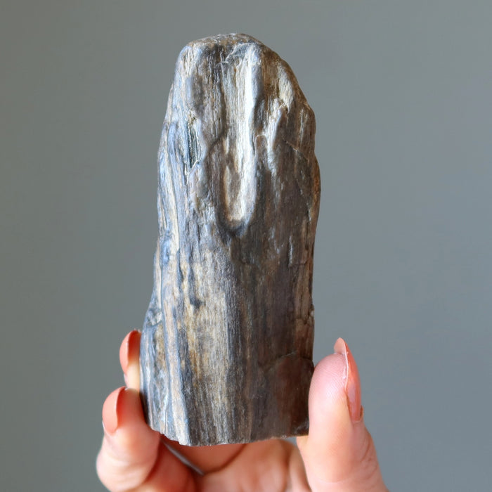 Petrified Wood Raw Crystal Display Stone Nature in My Home