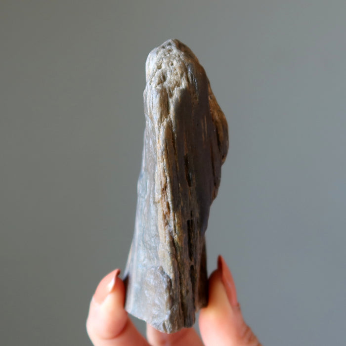 Petrified Wood Raw Crystal Display Stone Nature in My Home