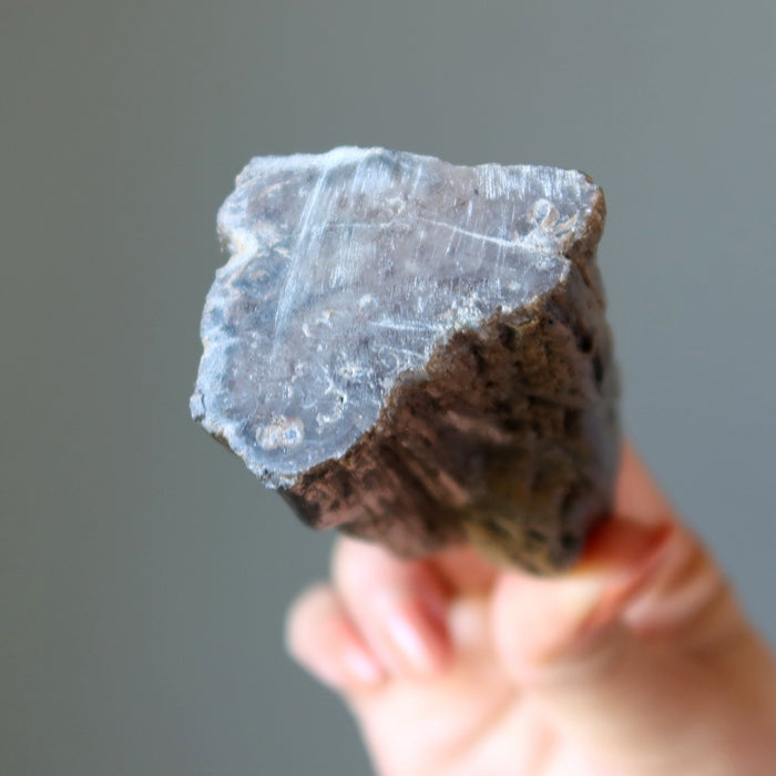 Petrified Wood Raw Crystal Display Stone Nature in My Home