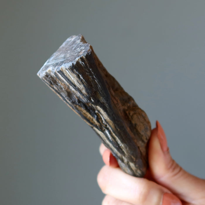 Petrified Wood Raw Crystal Display Stone Nature in My Home