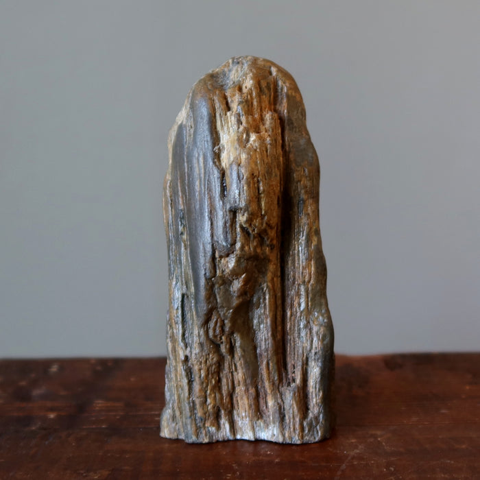 Petrified Wood Raw Crystal Display Stone Nature in My Home
