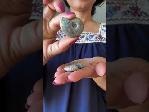 opal ammonite fossil video