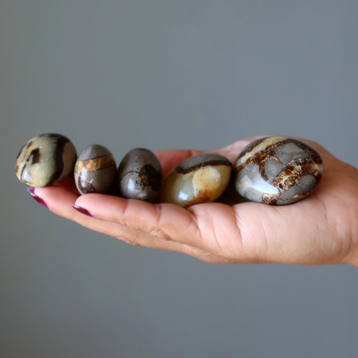 Hand holding five Septarian stones against a gray background