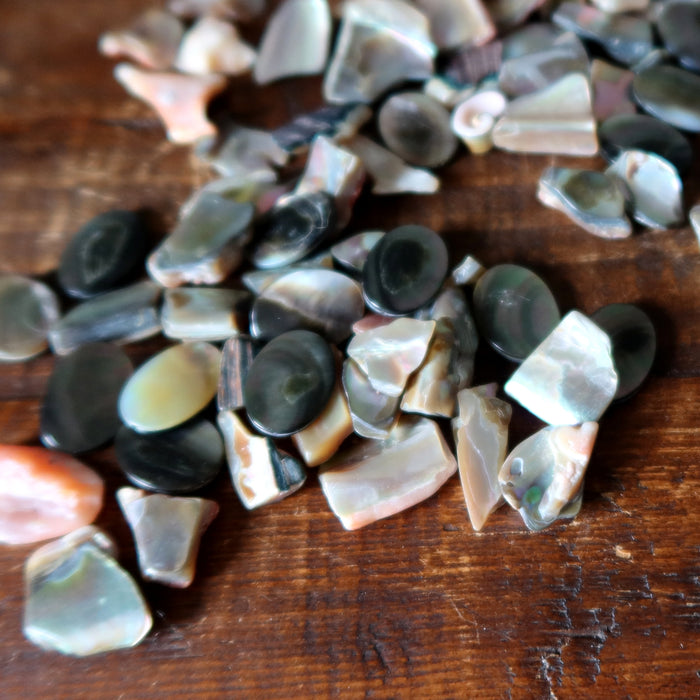 Shell Bundle Creativity Crafting Healing Crystal Energy Sea Set