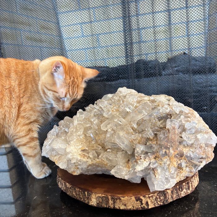 Clear Quartz Cluster Giant 31.5 Lbs Crystal Showpiece Wood Stand
