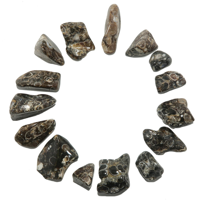 14 Turitella Agate Tumbled Stones