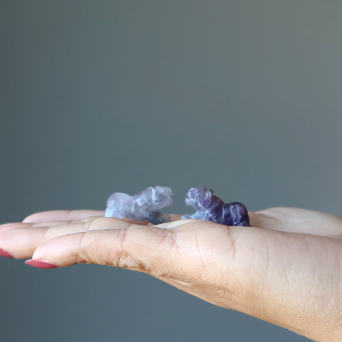 a pair of 1" Amethyst Tiger on a palm