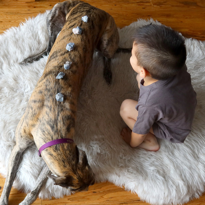 Andy of satin crystals laying Blue Calcite Raw Gemstone Set on Rose the dog chakras on her back