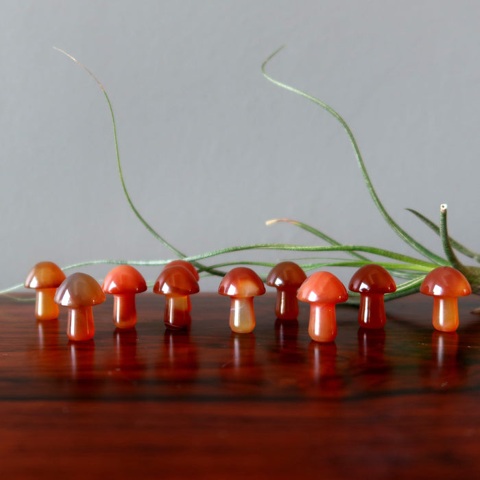 Carnelian Mushroom Forage Red Orange Crystal