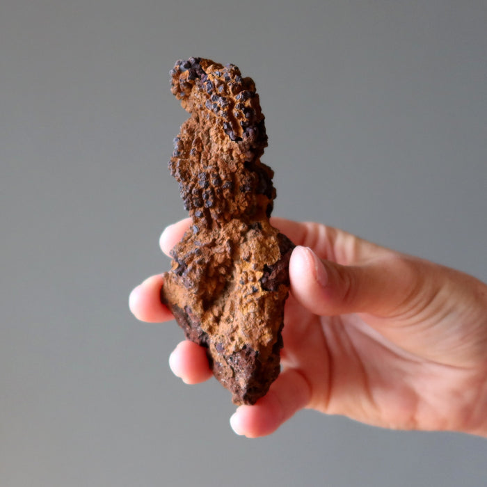 coprolite dinosaur poop