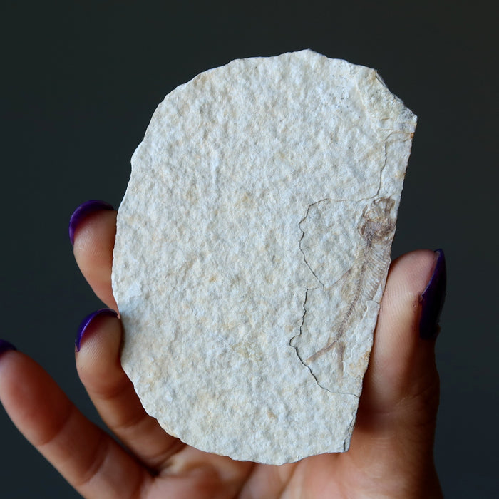 herring bone fish fossil slices