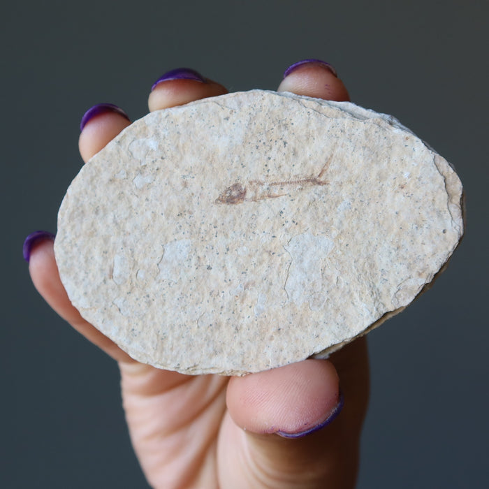 herring bone fish fossil slice