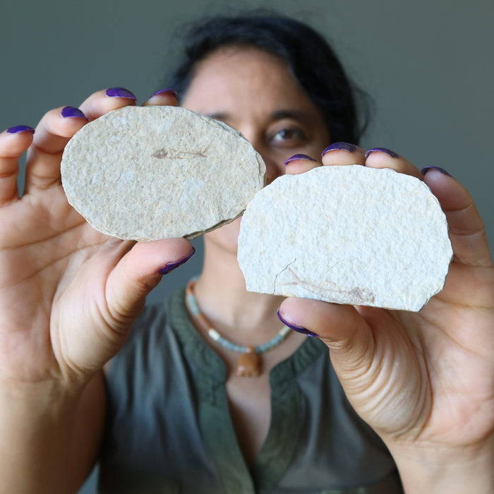 herring bone fish fossil slices