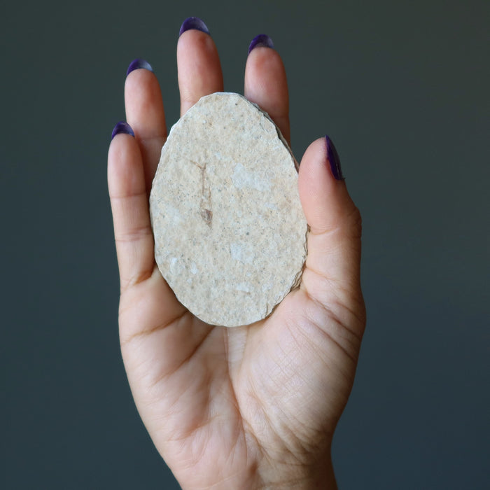 herring bone fish fossil slice