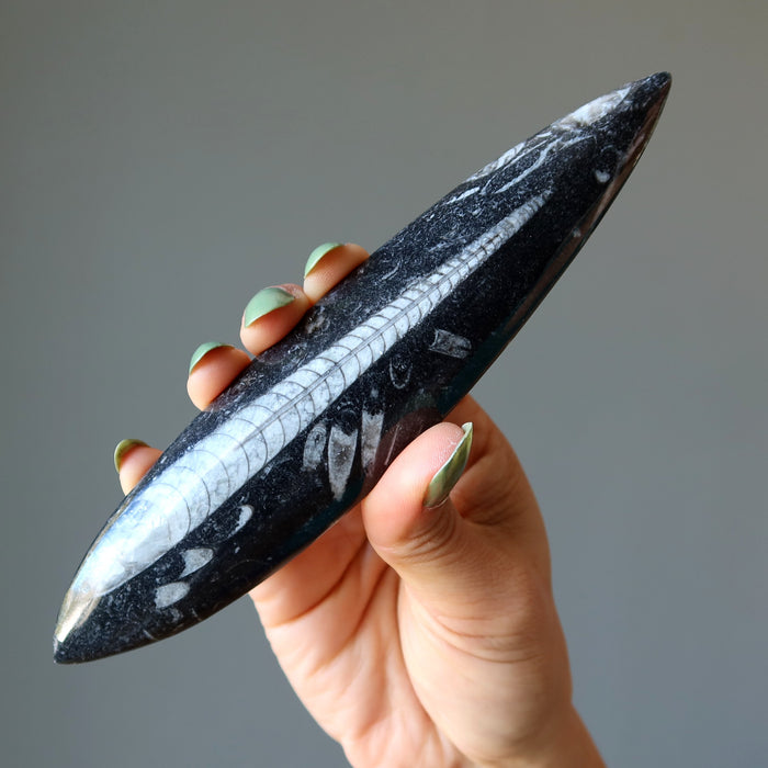 Orthoceras Fossil Arrowhead Wand Ancient Stone