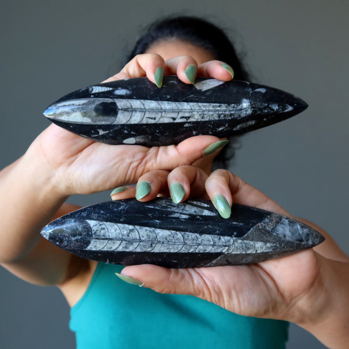 Orthoceras Fossil Arrowhead Wand Ancient Stone